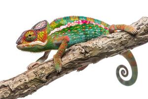 A chameleon is sitting on a branch photo