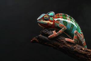 A colorful chameleon sitting on a branch photo