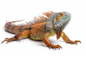 An iguana on a white background photo