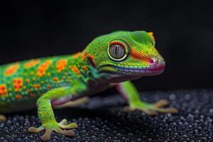 A geckole with orange and green spots photo