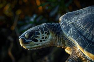 A close up of a turtle with its head turned to the side photo