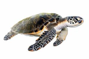 A green sea turtle is swimming in the ocean photo