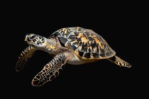 A green sea turtle is swimming in the dark photo
