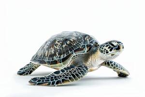 A green sea turtle is shown on a white background photo
