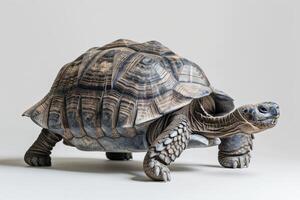 A turtle is standing on its back legs photo