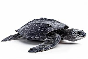 A black and white turtle with white spots photo