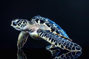 A green sea turtle is shown on a black background photo