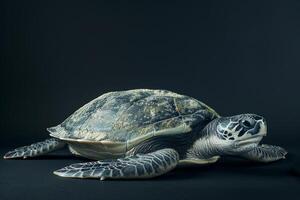 A green sea turtle on a black background photo