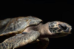 A green sea turtle is swimming in the dark photo