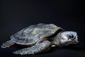 A turtle is sitting on a black background photo