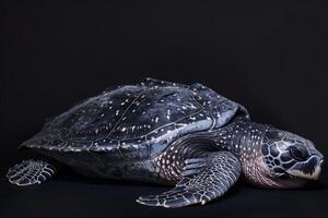 A large turtle with black spots on its shell photo