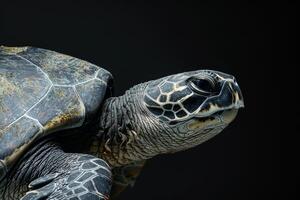 A close up of a green turtle on a black background photo