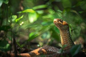 A snake is sitting in the grass photo