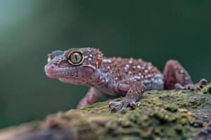 A geckole is sitting on a branch photo