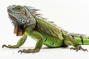 An iguana is standing on its hind legs photo