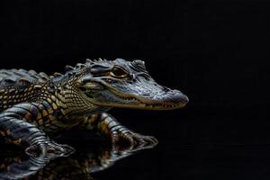 An alligator is sitting on a black surface photo
