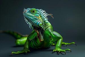 An iguana with green and blue colors photo