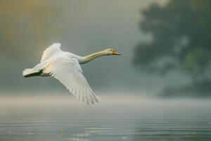 A white swan flying over a lake with fog photo