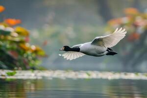 A white and black bird flying over a lake photo