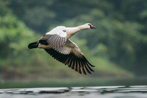 A white and black bird flying over water photo