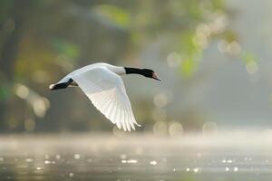 A white duck flying over a lake with fog photo