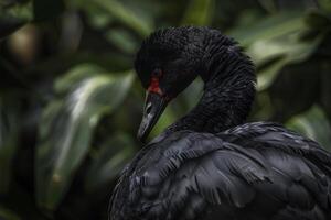 A black bird with red beak standing in front of some green plants photo