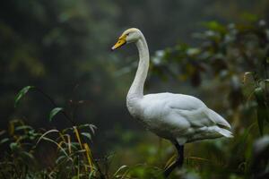 A white swan standing in the middle of a forest photo