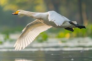 A white swan flying over a lake photo