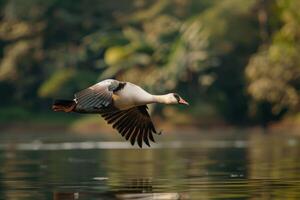 A bird flying over a body of water photo