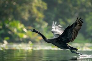 A black bird flying over water in the morning photo