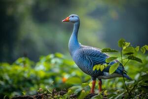 A grey goose stands on a green field photo