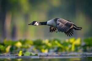 A goose flying over a pond with water lilies photo