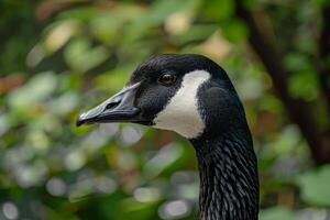 A close up of a black and white goose photo