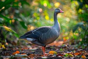 A grey goose stands in the middle of a forest photo