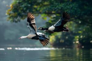 Two ducks flying over water photo