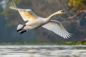 A white swan flying over a lake photo