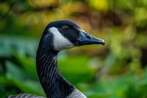 A close up of a goose with a green background photo