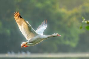 A white goose flying over a lake photo