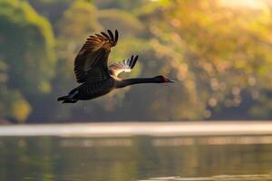A bird flying over a lake with trees in the background photo