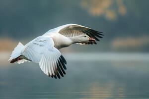 A white goose flying over a lake photo