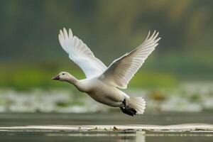 A swan flying over a lake with water lilies photo