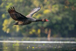 A bird flying over a lake photo
