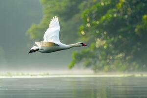 White swan flying over the water in the morning photo