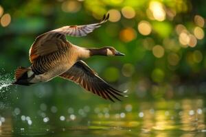 Canada goose flying over water with its wings spread photo