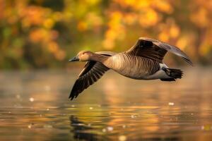 A goose flying over water with autumn leaves in the background photo