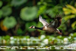 A goose flying over water with leaves and plants in the background photo