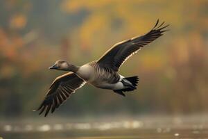 A goose flying over a lake with a foggy background photo