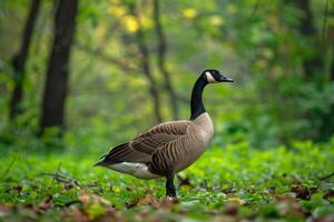 A goose is standing in the middle of a forest photo