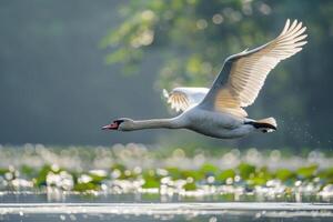 A swan flying over a lake with water lillies photo