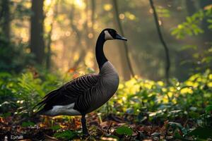 A goose stands in the woods with the sun shining photo